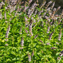 Spearmint Mint, 1000 Seeds
