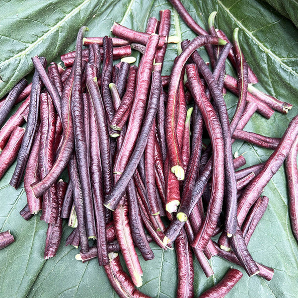 Mandihong Purple Yardlong Bean Seeds (No Trellis Required), 5 × 5g Bags