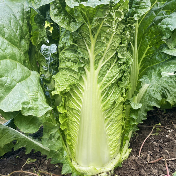 'Jinqi No.5' Chinese Cabbage Seeds, 5g