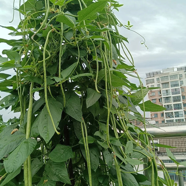 Jiemei Xiabao No. 2 Cowpea Seeds, 20g