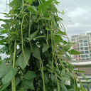 Jiemei Xiabao No. 2 Cowpea Seeds, 20g
