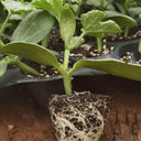 Qingyuan Rootstock, 20 Seeds
