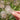 Pulsatilla chinensis Seeds, 20 Seeds