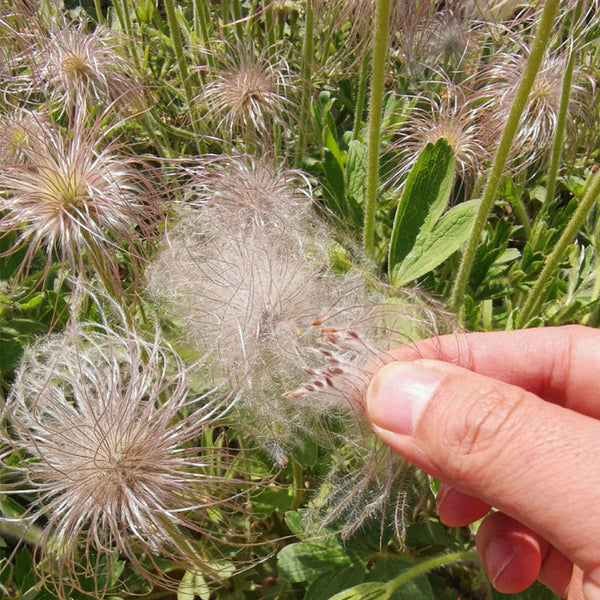Pulsatilla chinensis Seeds, 20 Seeds