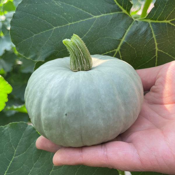 Silver Baby Chestnut Pumpkin, 6 Seeds