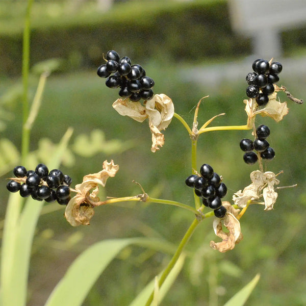 Blackberry Lily Seeds, 10g