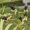 Blackberry Lily Seeds, 10g
