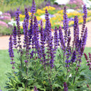 Hezhichun Woodland Sage Seeds, 1g