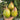 953 Moonlight Lover Tomato, 5 Seeds