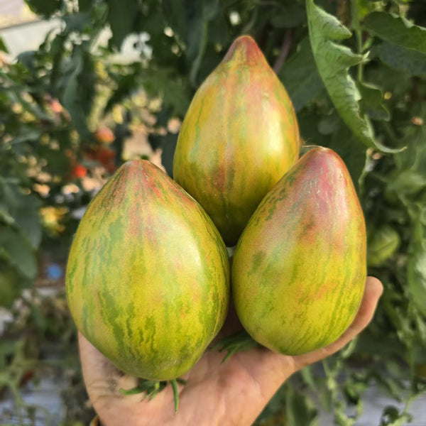 953 Moonlight Lover Tomato, 5 Seeds