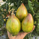 953 Moonlight Lover Tomato, 5 Seeds