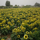 Duotou Nuanyang Sunflower, 50 Seeds