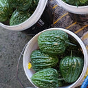 Huading No.5 Broad-top Bitter Gourd Seeds, 10g