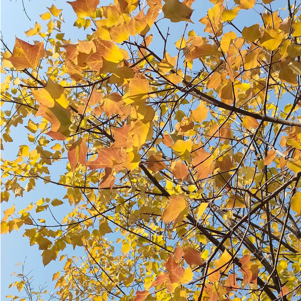 Trident Maple Tree, 100 Seeds
