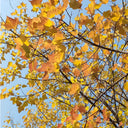 Trident Maple Tree, 100 Seeds