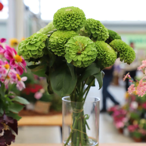 Green Envy Zinnia Seeds, 100 Seeds