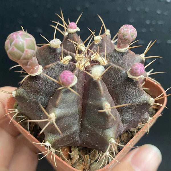 Gymnocalycium mihanovichii 'Hibotan Purple', 3-4cm