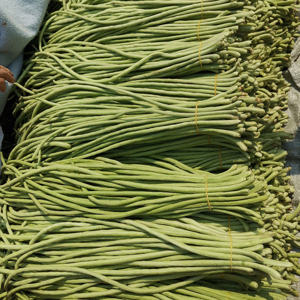 Jiemei No.6 Long Bean Seeds, 20g