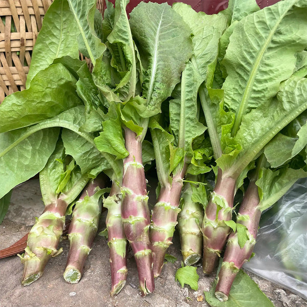 'Jiemei' Red Celtuce, 2000 Seeds