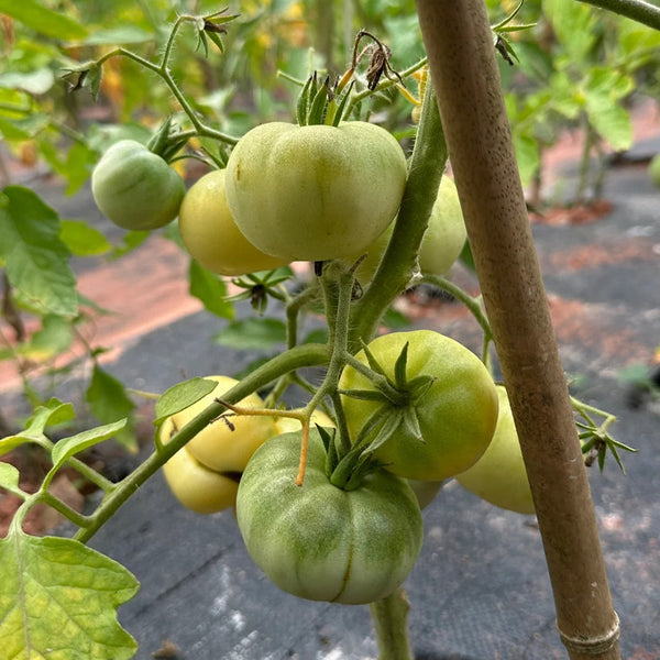 White Wax Tomato, 10 Seeds