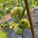White Wax Tomato, 10 Seeds