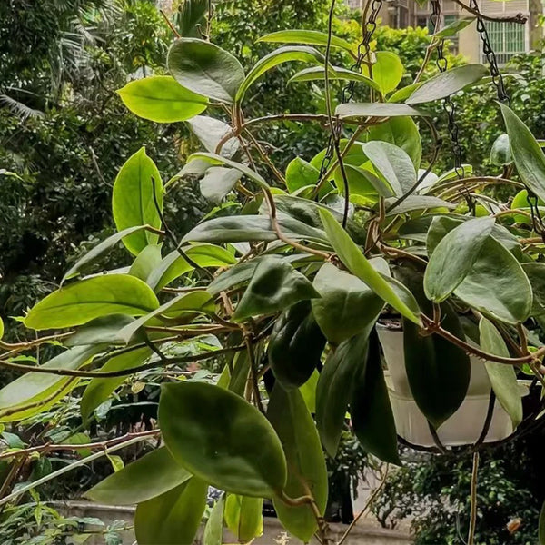Hoya incrassata, 5 Cuttings