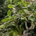 Hoya incrassata, 5 Cuttings