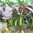 Purple Bok Choy Seeds, 5g