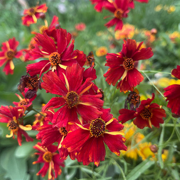 Red Plains Coreopsis Seeds, 1g
