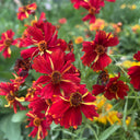 Red Plains Coreopsis Seeds, 1g