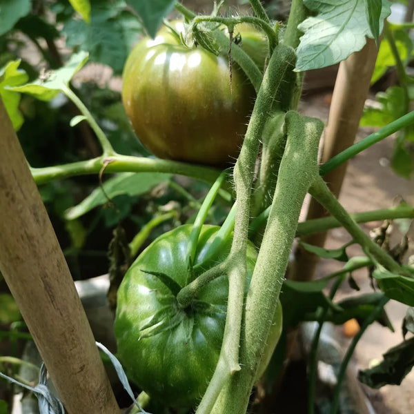 Cherokee Purple Tomato, 10 Seeds