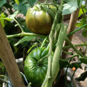 Cherokee Purple Tomato, 10 Seeds