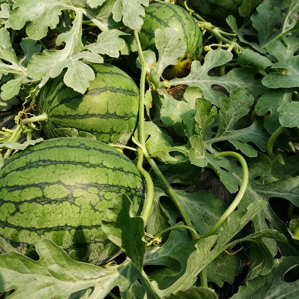Xiaofeng Watermelon, 10 Seeds
