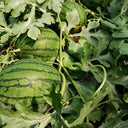 Xiaofeng Watermelon, 10 Seeds