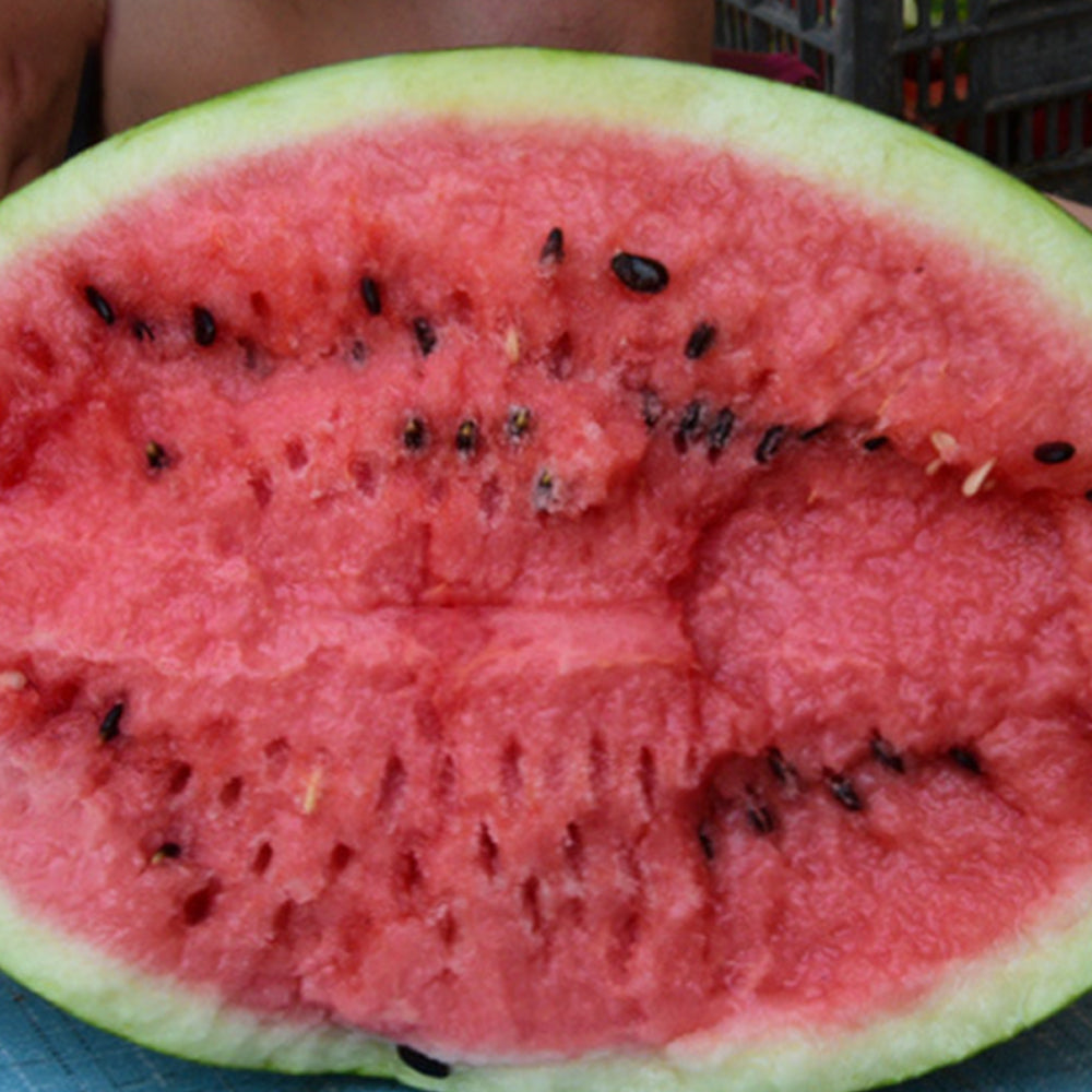 'Lanzhou P2' Sweet Watermelon Seeds