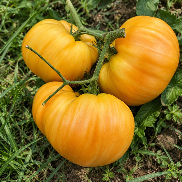 49 Orange Jazz Tomato, 5 Seeds