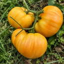 49 Orange Jazz Tomato, 5 Seeds
