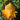 Ground Burst Golden Lotus, 30 Seeds