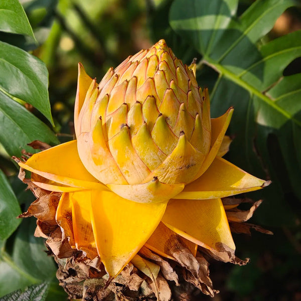 Ground Burst Golden Lotus, 30 Seeds
