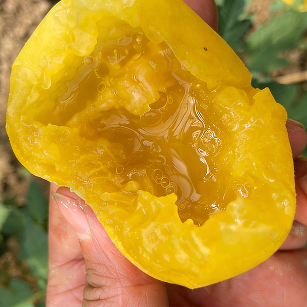 Super Sweet Yellow Peach Fruit Tomato, 100 Seeds