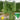 Yucui Sponge Gourd, 10 Seeds