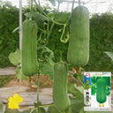 Yucui Sponge Gourd, 10 Seeds