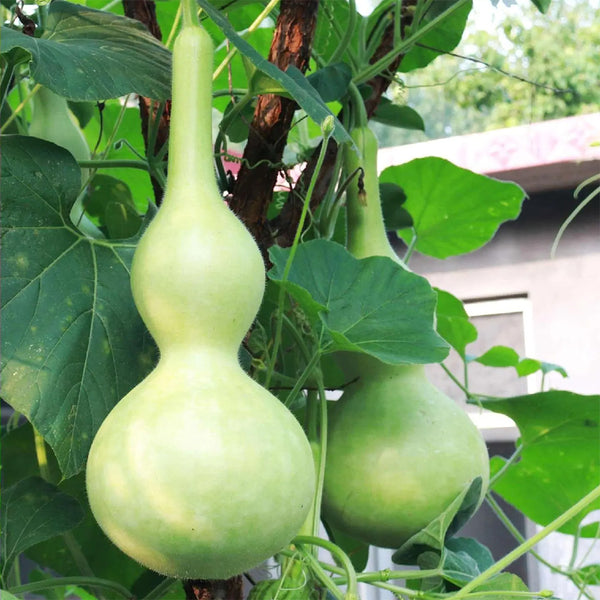 Extra Large Waist Gourd, 5 Seeds