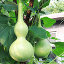 Extra Large Waist Gourd, 5 Seeds