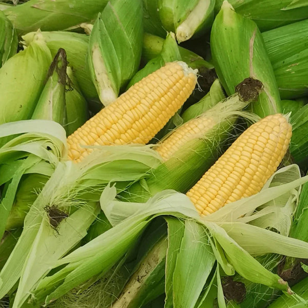 Huangnuo 589 Waxy Corn Seeds, 100g