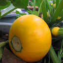 Yellow Pearl Zucchini Seeds