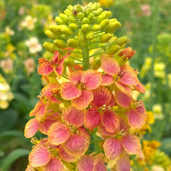 Rainbow Rapeseed Seeds, 250 Seeds