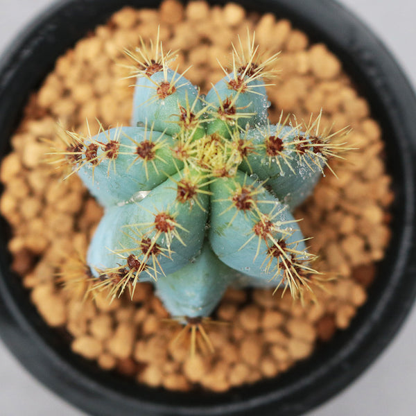 Pilosocereus pachycladus, 10-13cm