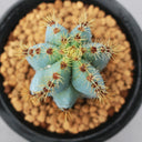 Pilosocereus pachycladus, 10-13cm