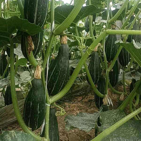 Sweet Lucky Star Pumpkin Seeds, 500 Seeds